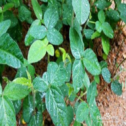 毛豆的种植时间和方法
