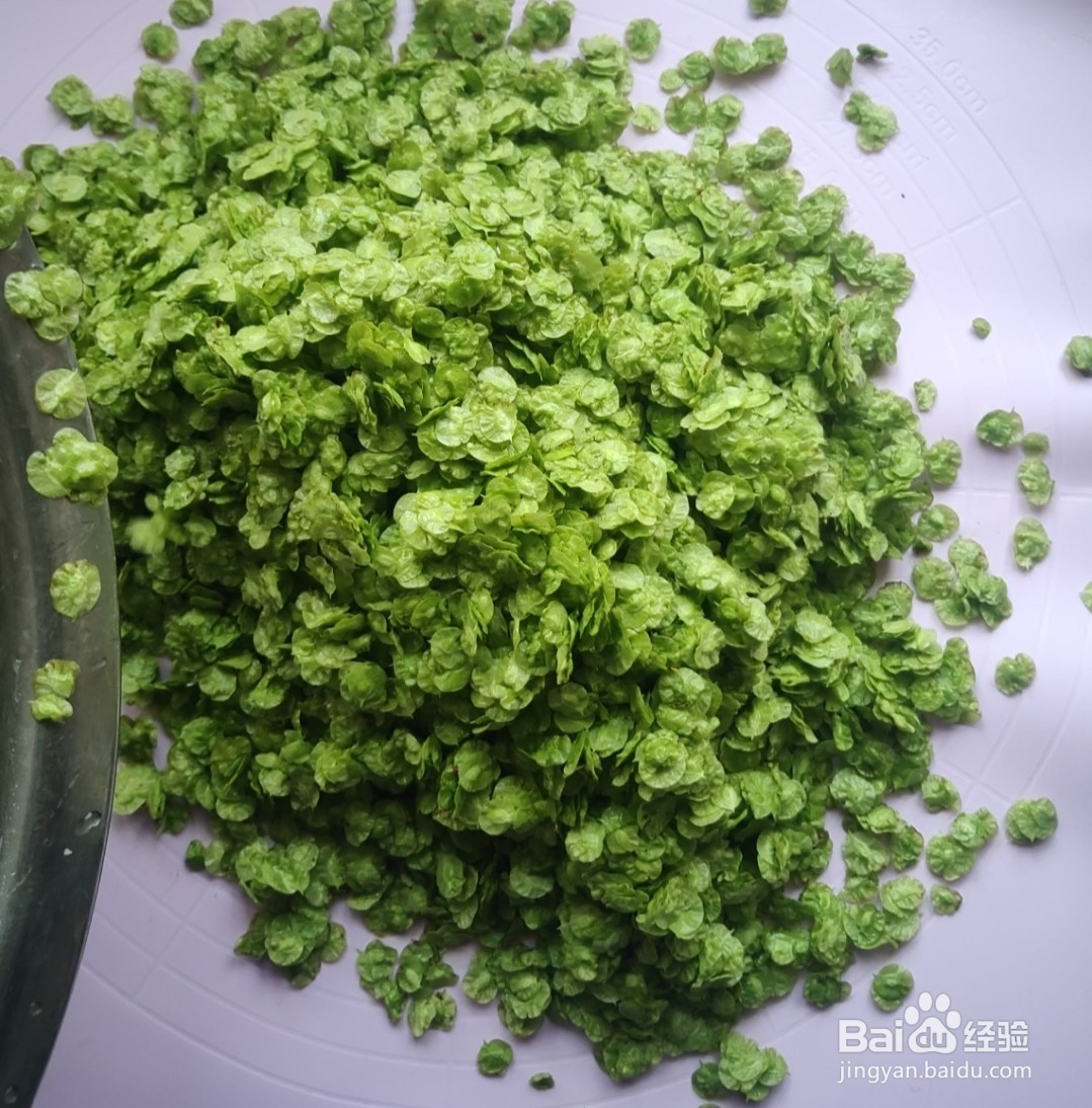 阳春三月的美食~蒸榆钱