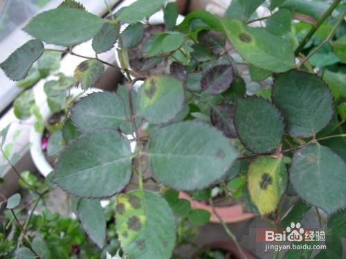 月季花生虫子怎么办?