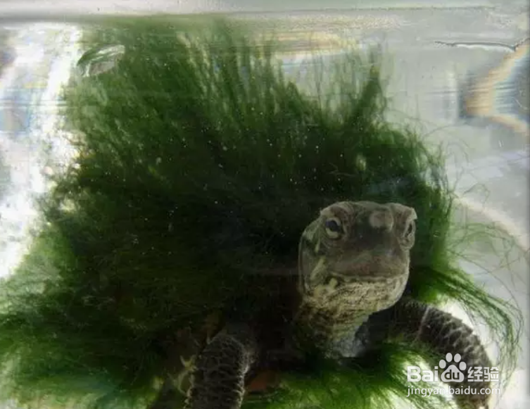 绿毛龟的绿毛是怎么长出来的