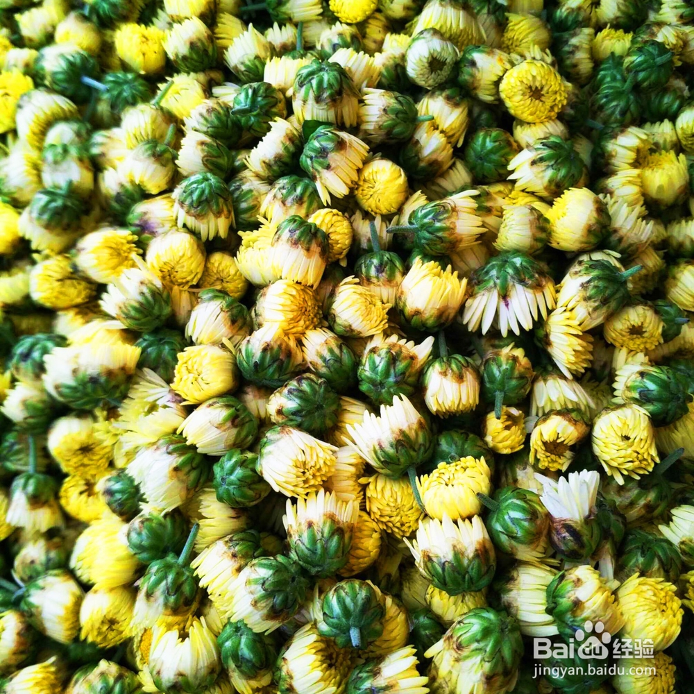 明钼菊菊花茶加盟费多少钱怎样加盟