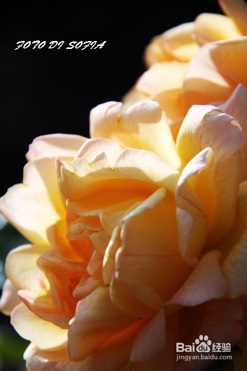 [转载]攀上梦的边缘开放