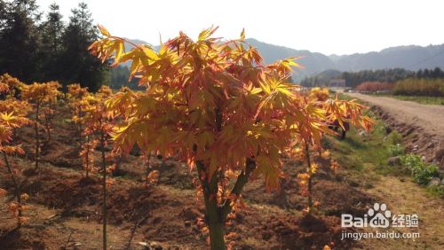 日本红枫盆栽养护秘决 要注意哪些问题 百度经验