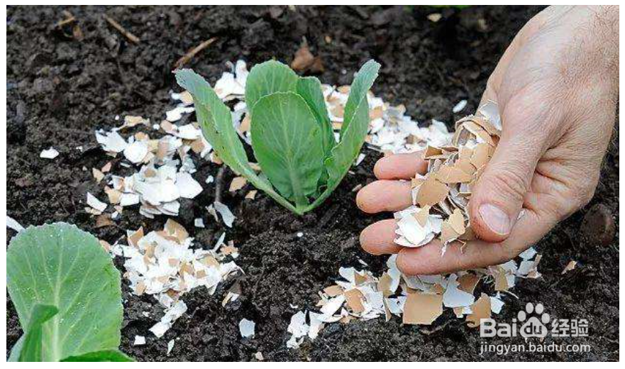 几种生活垃圾变身成花肥