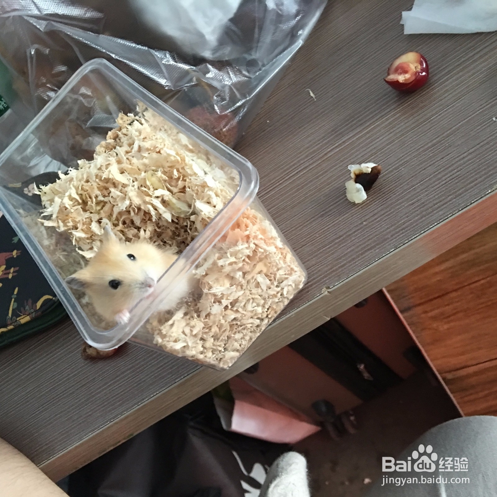 刚刚到手的小仓鼠该怎么去照顾