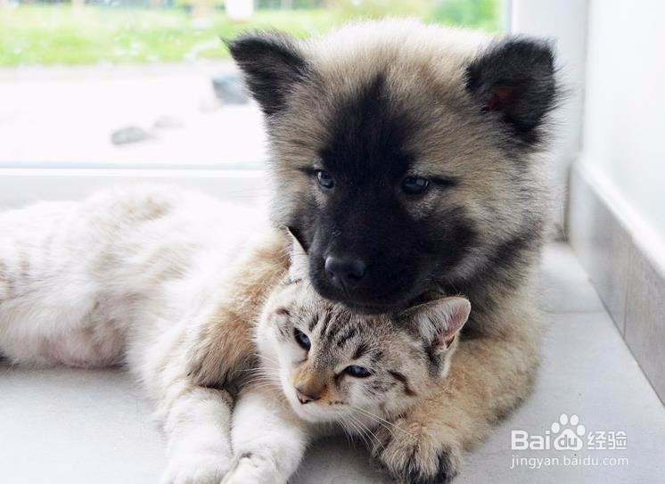 <b>猫狗饮食禁忌：这些食物它们都不宜吃</b>