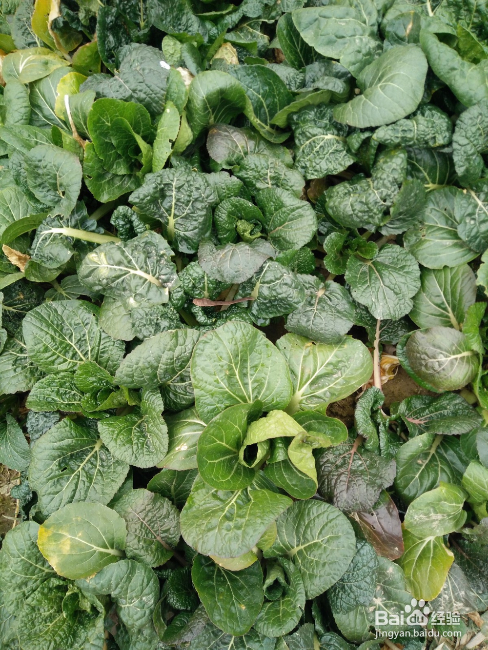常见的素菜吃法