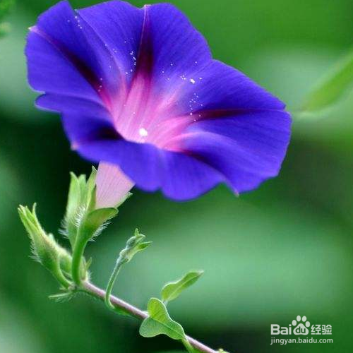 刚买来的牵牛花怎么养？