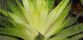 波露叶子干瘪怎么办