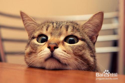 猫咪有哪些常见的疾病？应该怎么处理