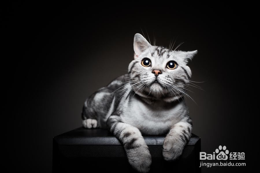 不要以毛取猫——浅谈猫咪的毛色