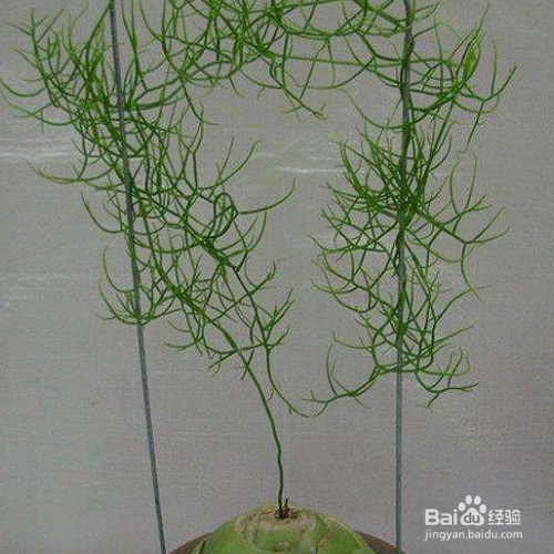 大苍角殿的养殖技巧和注意事项