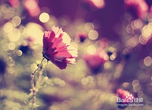 12星座攀龙附凤指数,你们会因为钱而结婚