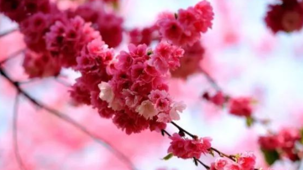 红缨的解释是什么