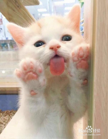 揭秘为何不能碰猫咪的肉垫！