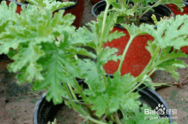 驱蚊草水培方法及养护要点