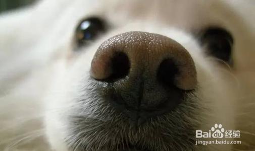 养狗狗的注意事项