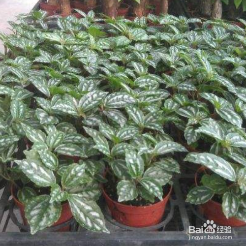 冷水花怎么养？