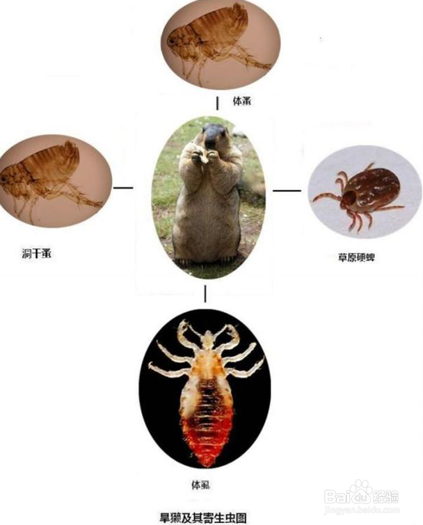 如何预防鼠疫