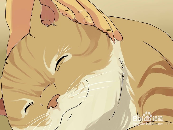 如何清洁猫咪的耳朵?