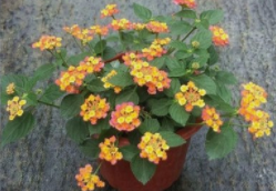五色梅开花少怎么办