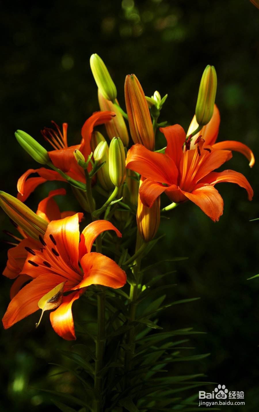 百合花的养殖