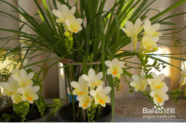 香雪兰倒伏怎么办