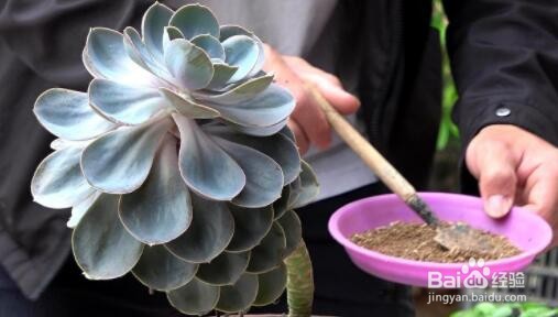 多肉植物冬天怎么养才能安全过冬?