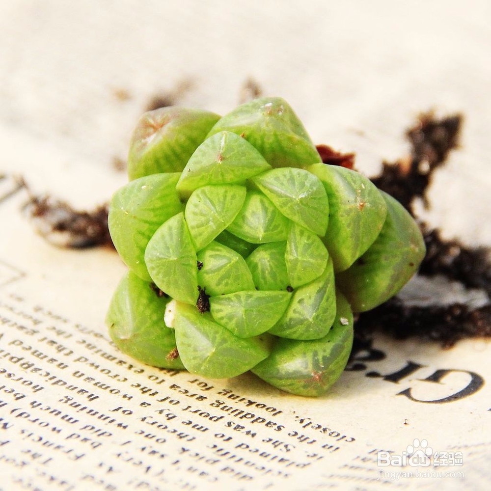 玉露徒长了怎么办