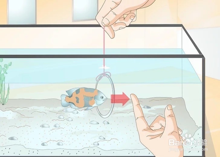 如何训练你的鱼？