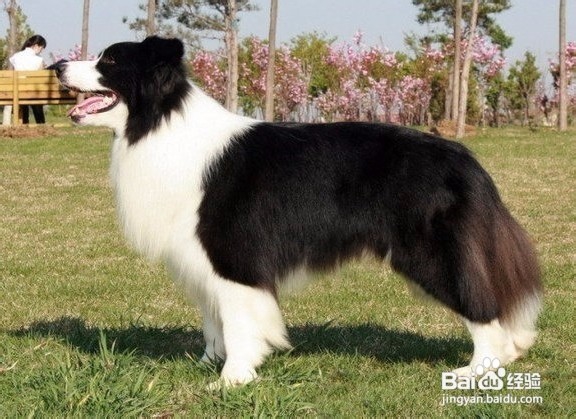 怎样挑选边境牧羊犬？