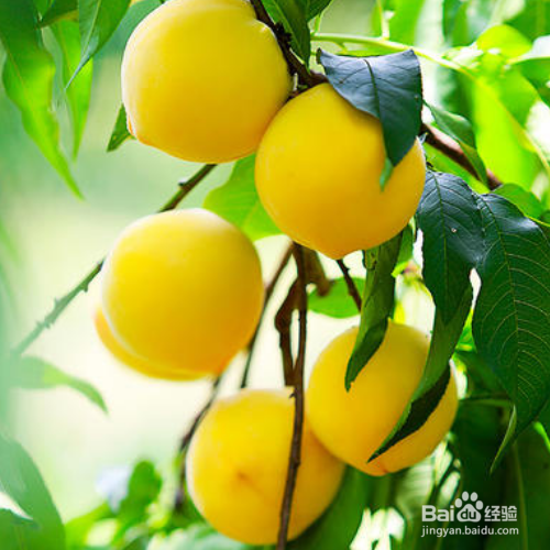 怎么把黄桃养的又大又饱满?