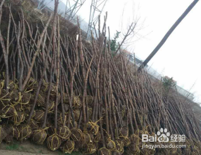 刺槐怎么种植