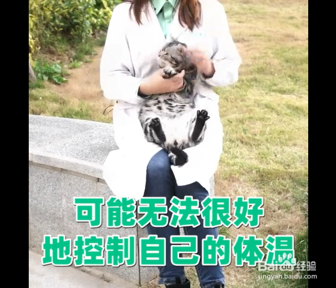 公猫绝育后应该如何科学防护?
