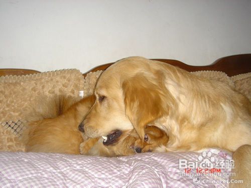 金毛犬再教育浅谈成年金毛狗的训练