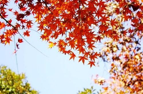 怎样挑选赏秋旅游地