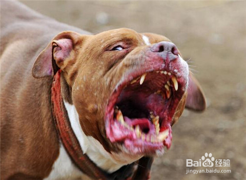 比藏獒还要凶狠强悍的竟是比特犬