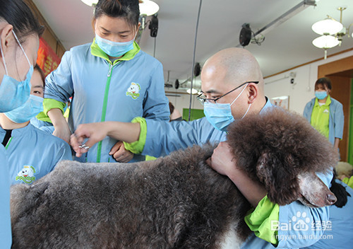 零基础学习宠物美容应该注意什么