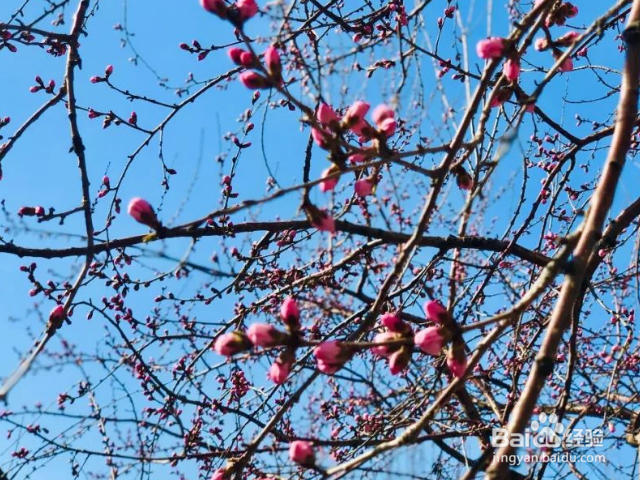 桃树枝怎么接嫁？