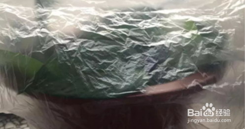 室外铜钱草怎么过冬