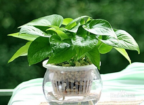 有小孩的家庭要小心这些常见又有毒室内植物哦！