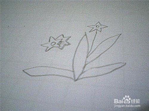 简笔画水仙花的画法