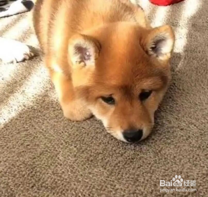 狗狗吹空调呕吐怎么办