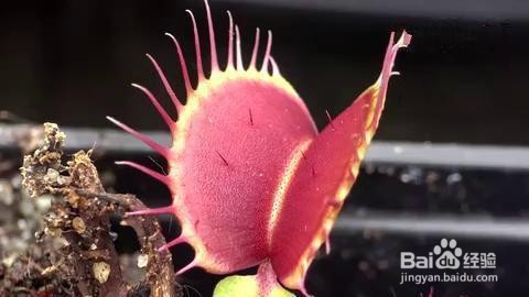 食蝇草怎么养护