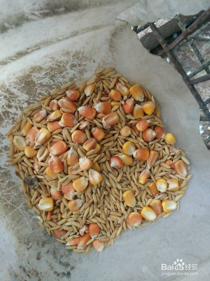 如何让种鸽安心孵蛋