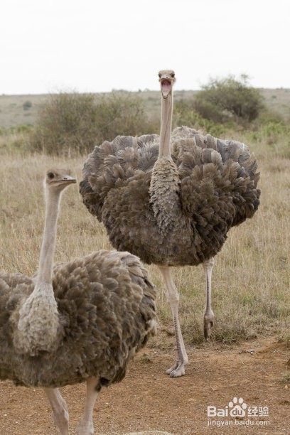 鸵鸟吃石头是怎么事