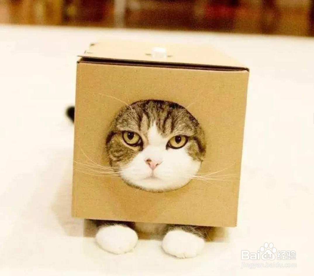猫咪喜欢哪些东西?