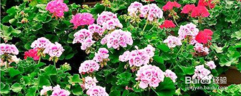 花朵上长虫了怎么处理