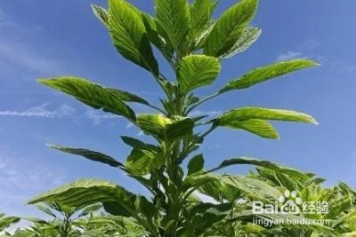 泄泻了怎么办