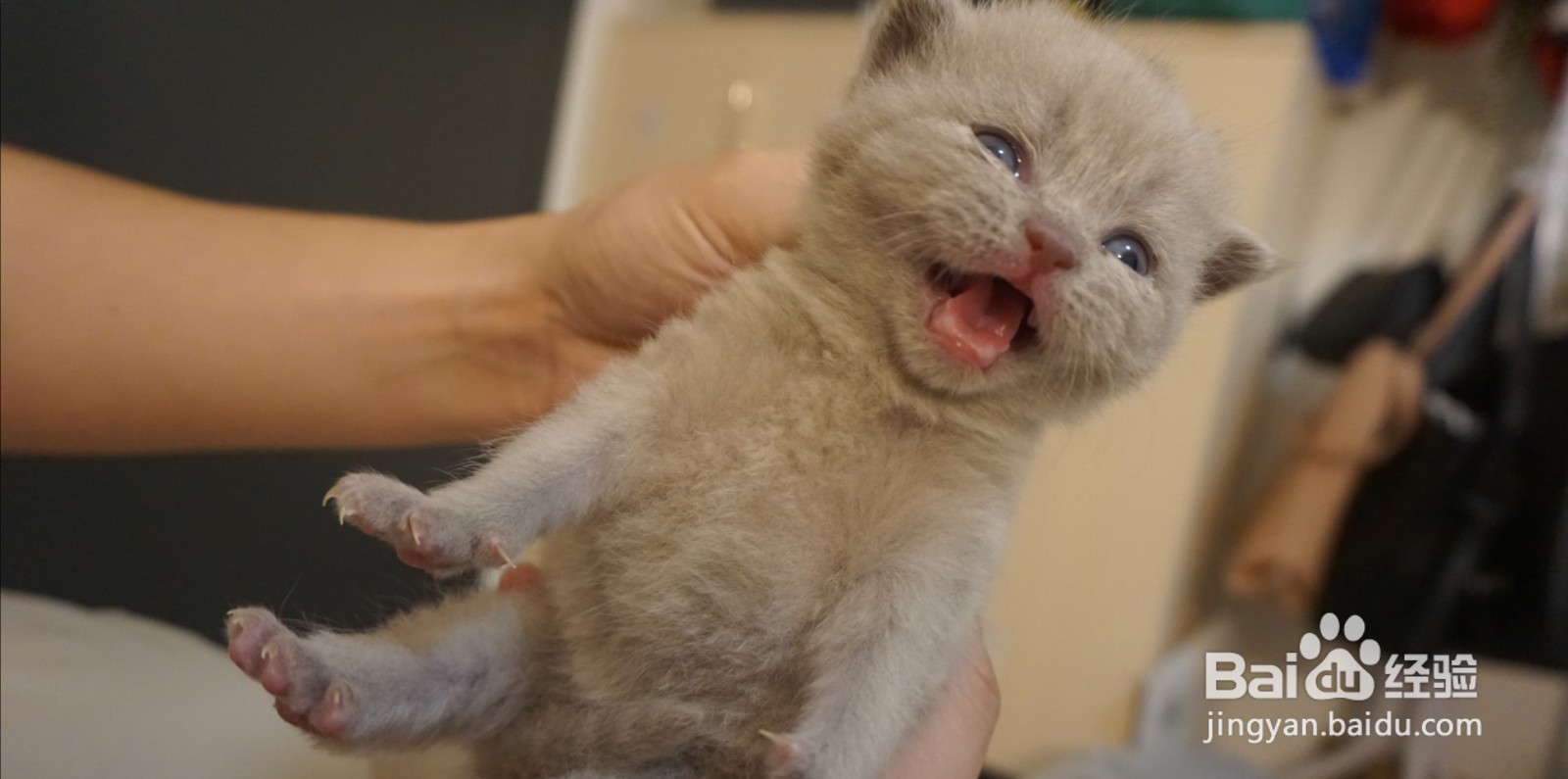 刚出生的小猫没有母猫怎么养